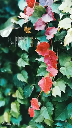 花草 - 高清图片，堆糖，美图壁纸兴趣社区