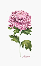 Watercolor illustration: chrysanthemum. : Watercolor illustration: chrysanthemum