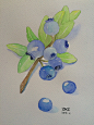 第九期  蓝莓