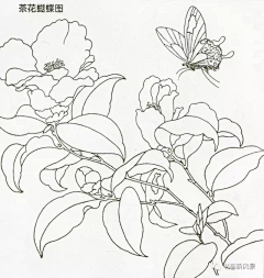 来了laile2022采集到植物