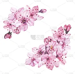 水彩手绘樱花樱花插图孤立的背景
