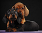 daweee little weiner dogs