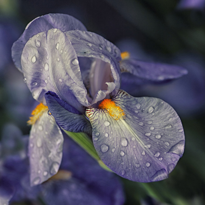 Photograph blue Iris...