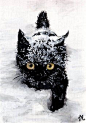 Black cat snow