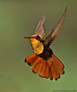 Ruby Topaz Hummingbird