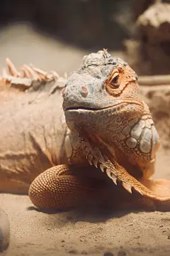 变色龙高清摄影素材