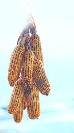州的采集到玉米地