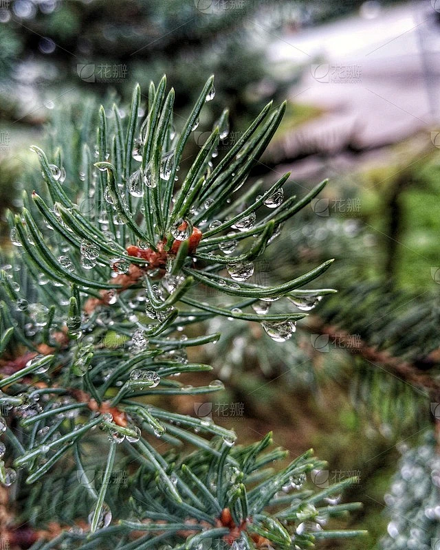 雨点中的松针。素材-花瓣网