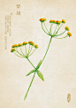 豆瓣人五的相册-水彩本草  柴胡