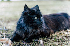 雄伟的黑猫躺在草地上-近距离复制空间