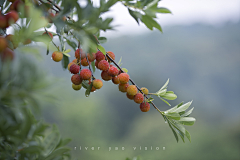 米修米修蓝色抹茶采集到fruit day