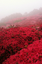 满山都是这样红艳艳的花，何其壮观！