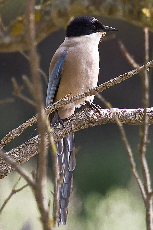 雀形目鸦科灰喜鹊灰喜鹊