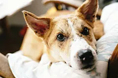 点击来源直接获取大图文件 |可爱的金毛狗在家中的木椅上休息。狗狗在椅子上舒适的毯子上睡觉，有趣的时刻。舒适的地方。领养概念