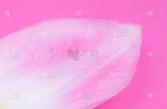 粉红色背景上的粉红色郁金香花瓣。极简主义，美丽的自然壁纸。人类衰老的概念。自然生态化妆品。一个人的生