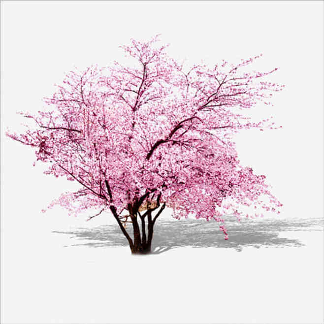 粉色樱花树叶