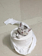 玩卷纸的小猫咪，真是好小一只啊！ ​​​​