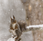 red squirrel in the snow by Geert Weggen on 500px