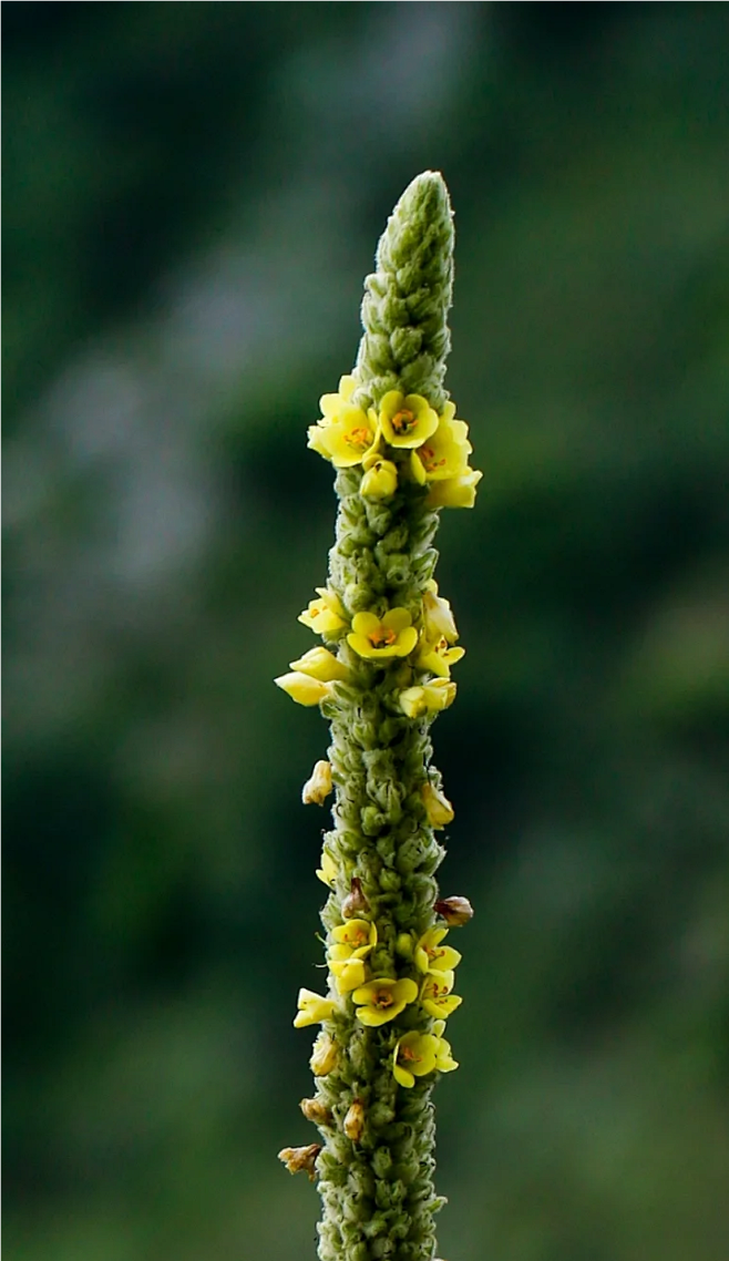 毛蕊花