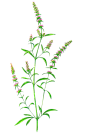荆芥