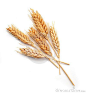 This may contain: three stalks of wheat on a white background