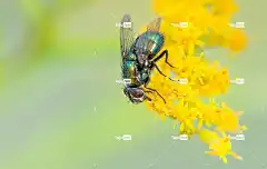 飞 昆虫 甲虫，昆虫 翅膀 复眼 花卉背景 动物 花壁纸 花朵