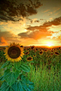 The Sun Worshiper is the Sunflowers. Here you see sunflowers, landscape, skyscape, clouds and maybe sunrise. Great scene I love!!