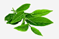 绿茶叶安化黑茶图片素材
