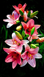 (224) Pinterest