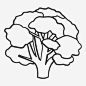 山毛榉植物自然 https://88ICON.com 山毛榉 植物 自然 公园 树木 树木轮廓