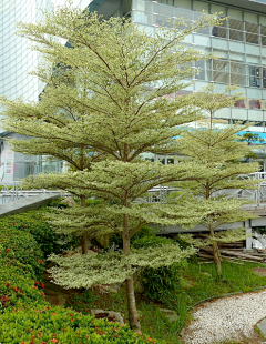 安然99采集到A-景-植物/漂亮植物