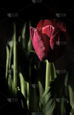 郁金香,多色的,紫色,垂直画幅,贺卡,夏天,特写,仅一朵花,花蕾,植物