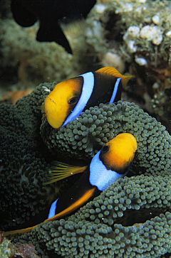 品菜頭采集到貝殼及淺海魚類