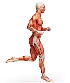 壁紙，男性，Human Anatomy，肌肉，跑步，白色背景，下载，照片