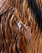 图片：25 Best Bristlecone Pine images | Bristlecone pine, Pine, Tree forest : 在 Google 上搜索到的图片（来源：pinterest.com）