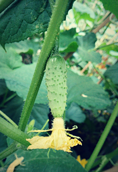 芝情20采集到水果