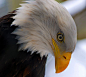 Photograph American Bald eagle by Arvo Poolar on 500px