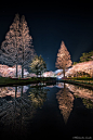 I Captured Sakura Bloom In Japan : I photographed Japanese spring scenery. It is a season of cherry blossoming. I was surprised to see this great view.