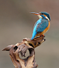 Photograph Kingfisher on Bog Wood II by Dean Mason on 500px