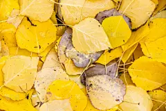 叶子,秋天,纹理,褐色,边框,水平画幅,无人,干的,特写,明亮