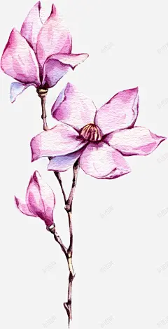 手绘紫色玉兰花装饰高清素材 植物插画 海报设计 紫色玉兰花 花草包装礼盒 花草插画 花草装饰 元素 免抠png 设计图片 免费下载