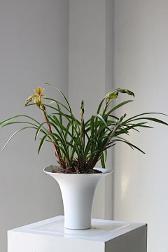 Eckes-bear采集到绿植造型组合