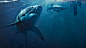 Shark Waters : Working along side inVentiv Health, this campaign illustrates the risk of not knowing about heart disease and to encourage patients to be tested rather than gambling with their life. With a quick turnaround of one week, our expert retouch t