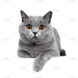 可爱的,英国短毛猫,注视镜头,白色背景,蓝色,正面视角,小猫,悬挂的,动物眼睛,躺