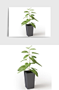 装饰景观盆景绿植植物盆栽C4D模型
