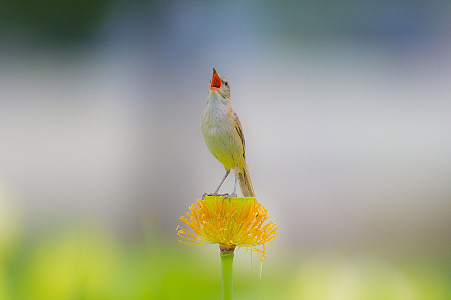 Great Reed-Warbler b...