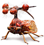 这是巴西的角蝉，或Bocydium globulare  - 一个真正的生活昆虫，只假装是一个陌生的直升机。它的另一个名字是“贝尔承载”的一部分，它的拉丁名字的“Globulare”代表这些完全怪异的球体的顶部（他们不是触角！）。