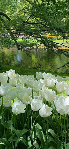 吃亿口香菜采集到你站在桥上看风景