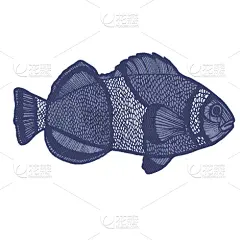 海葵,动物手,小丑,水下,纺织品,条纹,生物学,自然,野生动物,绘制