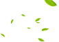 绿色的叶子漂浮悬浮PNG (21)